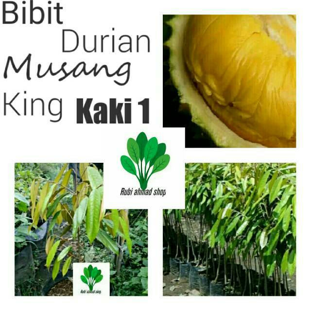 Bibit durian musang king/pohon durian musang king-pohon duren musangking-buah duren