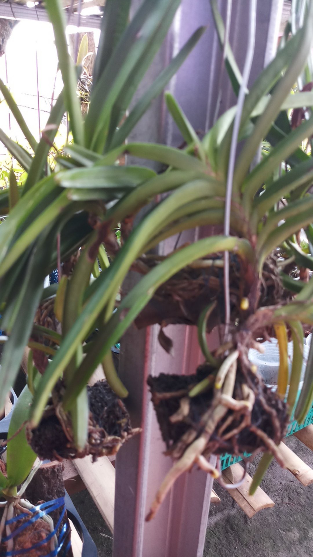 Anggrek Vanda Miniatum