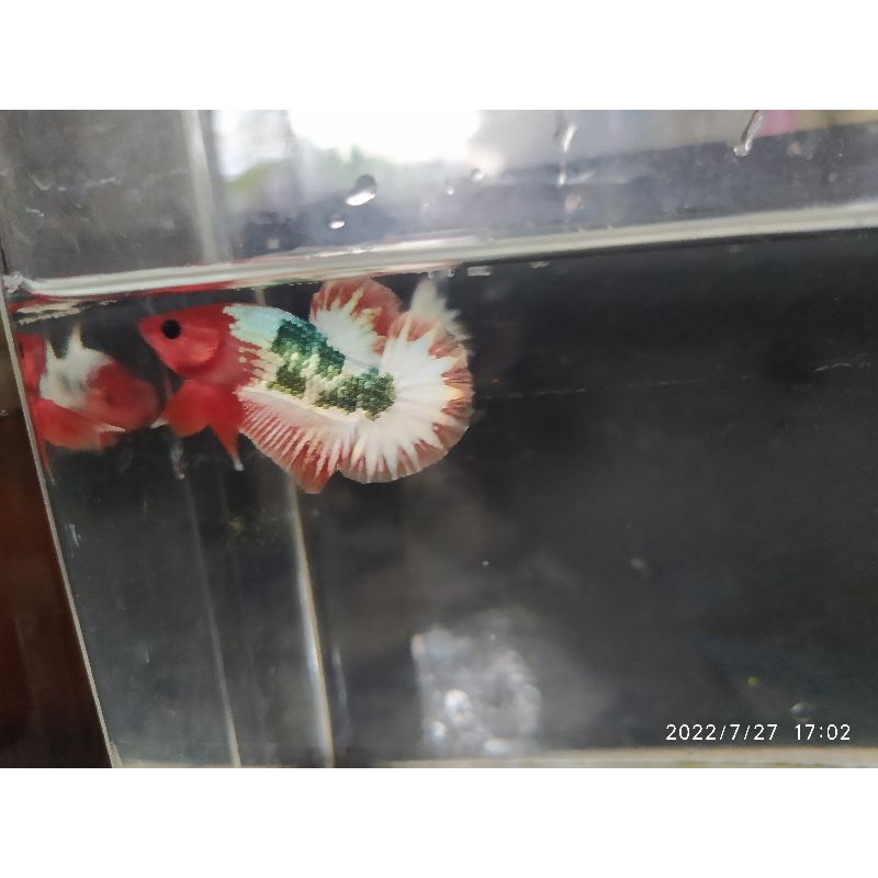 fccp oren head banding murah male real pict