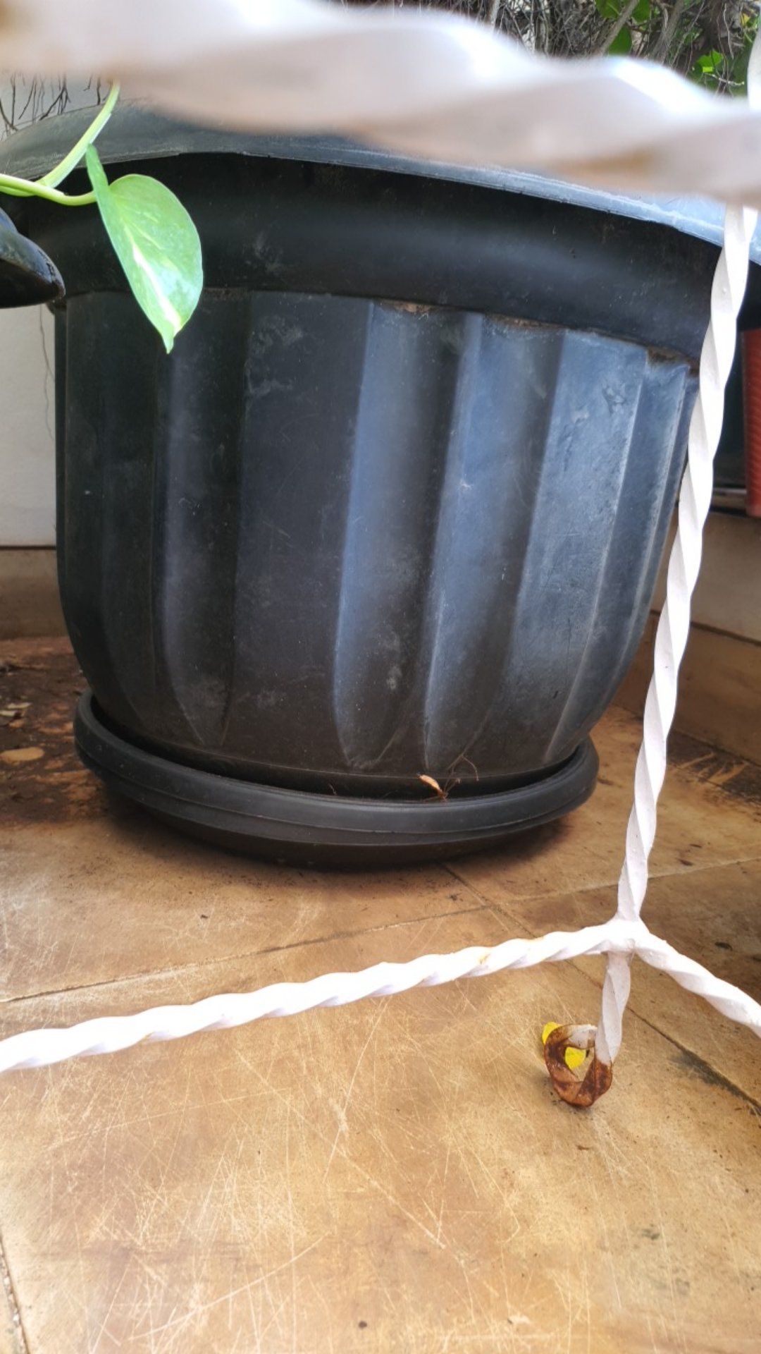 Tatakan Alas Untuk Pot Diameter Bp 40-60 Cm Hitam