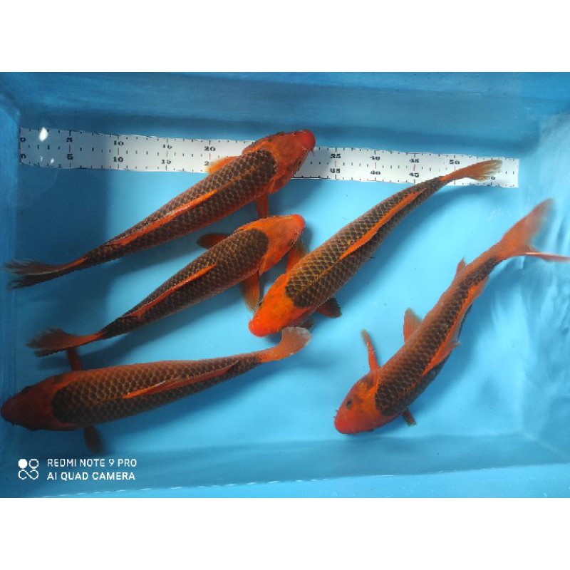 ikan koi aka matsuba size 36up