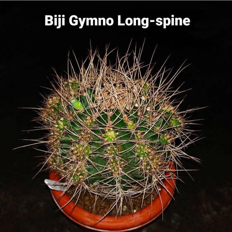 BIJI KAKTUS Gymno Long-spine