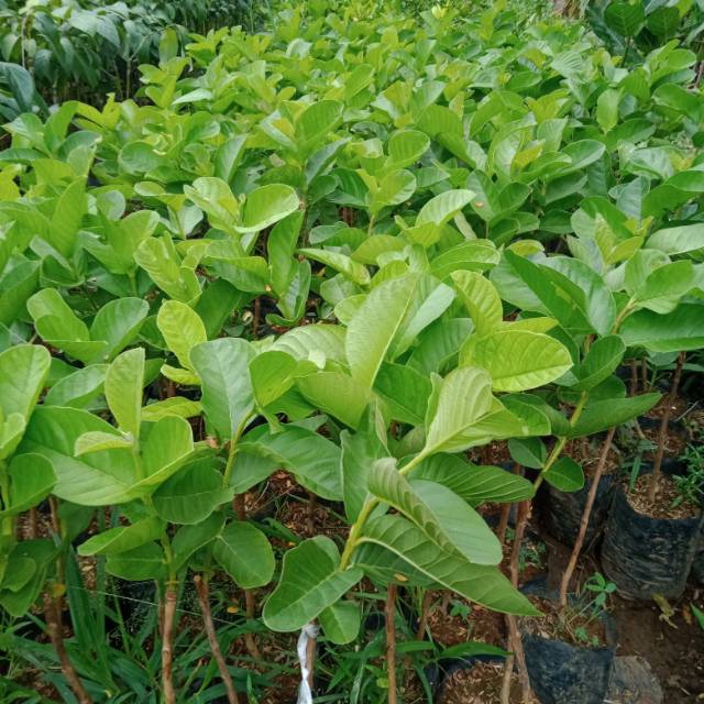 Bibit jambu sukun merahdan putih