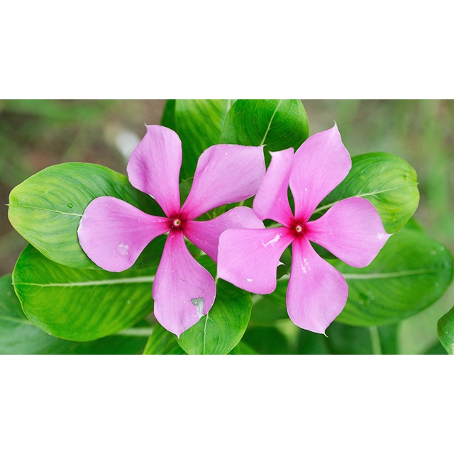 Benih Bibit Biji - Bunga Tapak Dara Pink Merah Muda (Catharanthus roseus) Flower Seeds