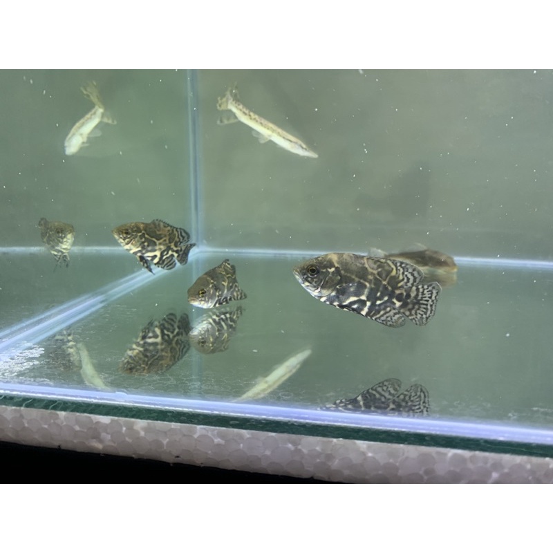 Ikan Oscar