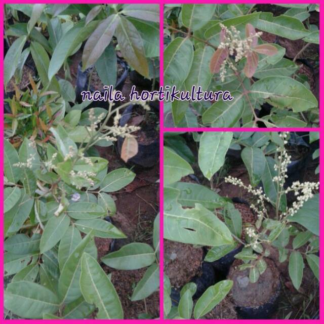 Bibit kelengkeng aroma durian berbunga