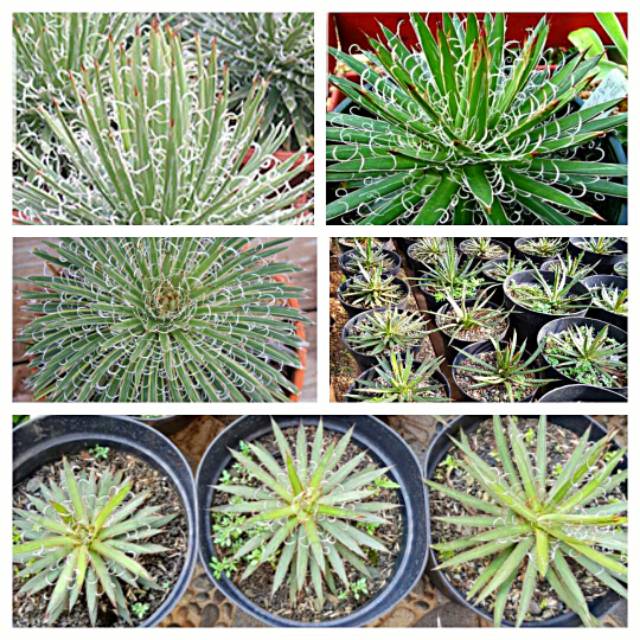Tanaman hias agave leopoldii agave berambut tanaman sukulen unik succulent cantii bunga langka