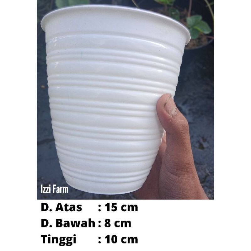 Pot Tawon Tirus