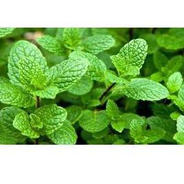 

Daun Peppermint 500 g Simplisia Serbuk Mint Kering Mentha piperita Powder !!