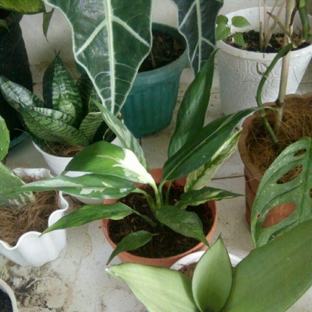 Tanaman Hias Sepatu Pilum Varigata / Peace Lily / Pohon Sepatu Pilem