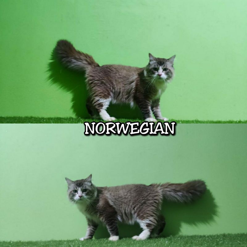 Kucing Norwegian forest jantan