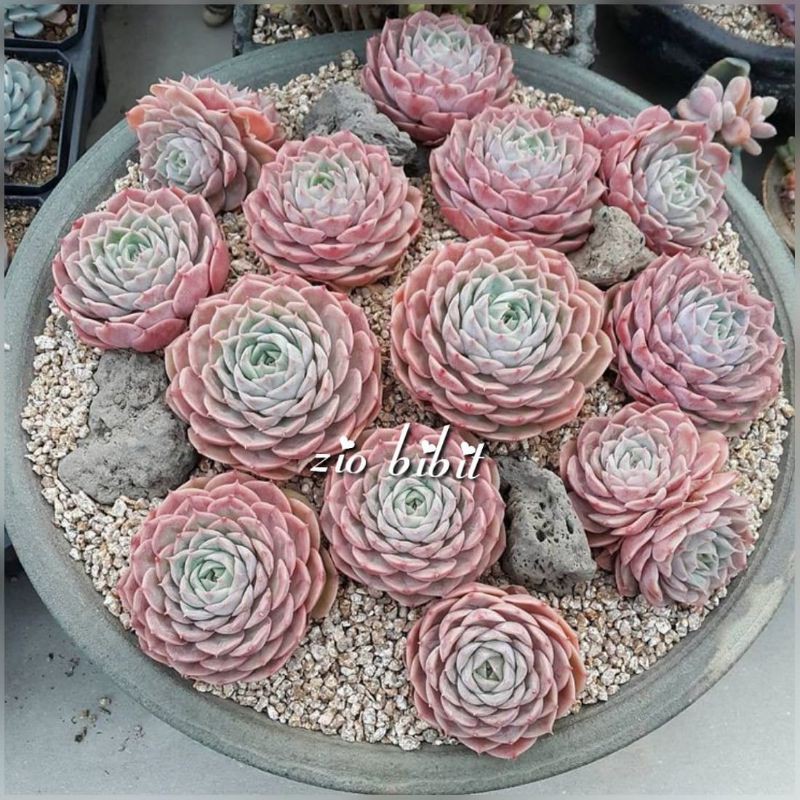 Benih Bibit Biji Kaktus Sukulen Import Hias Mini Tanaman Kaktus Grande