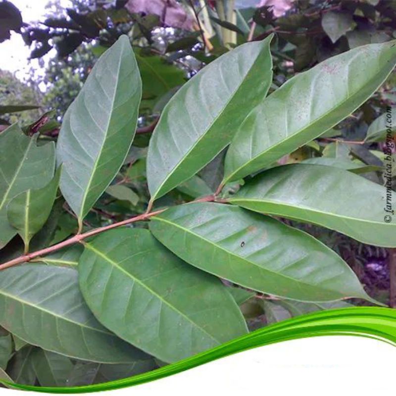 

daun salam