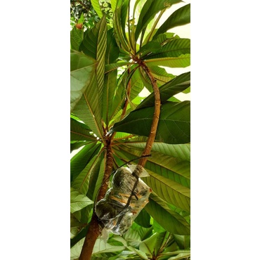 Fresh Cangkok Mamey Sapote Sawo Jumbo