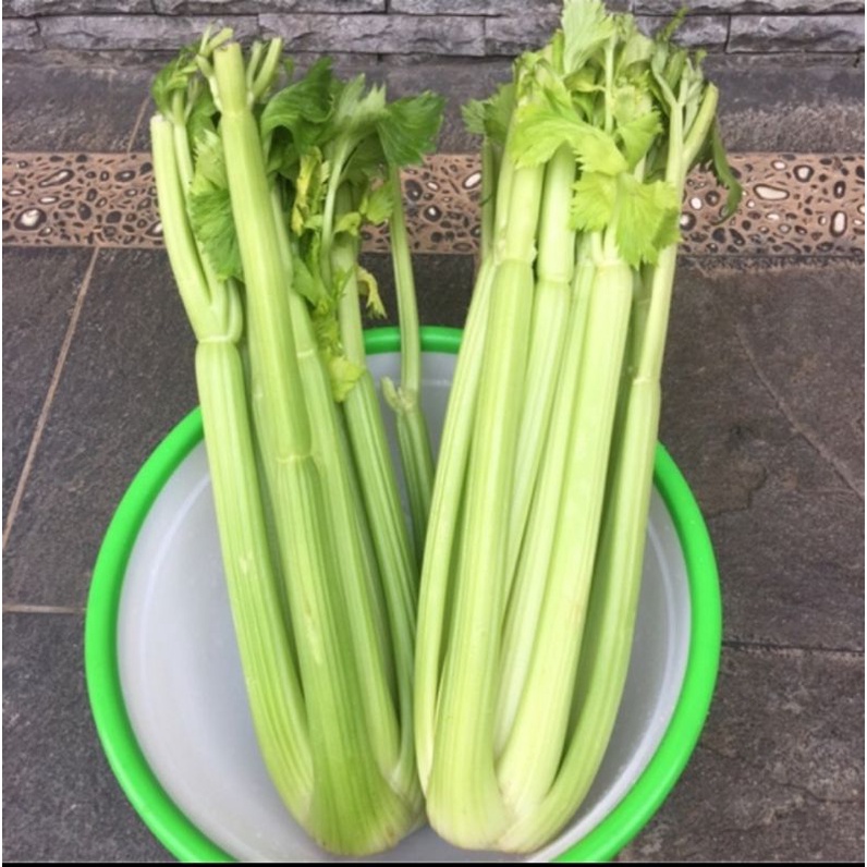 

celery stick China 1kg import