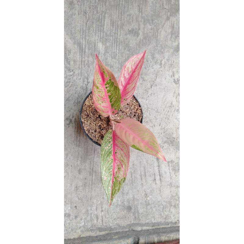 legacy red/mutasi aglonema