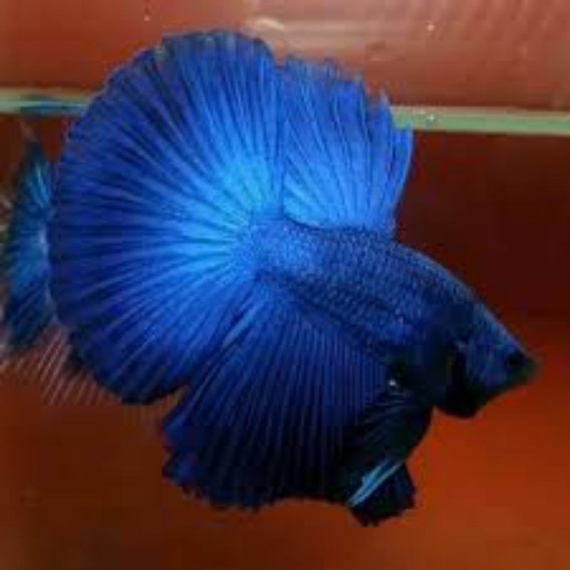 hm halfmoon blue solid size M