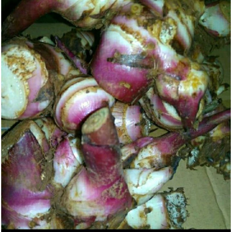 

ubii goyang merah organik/1kg