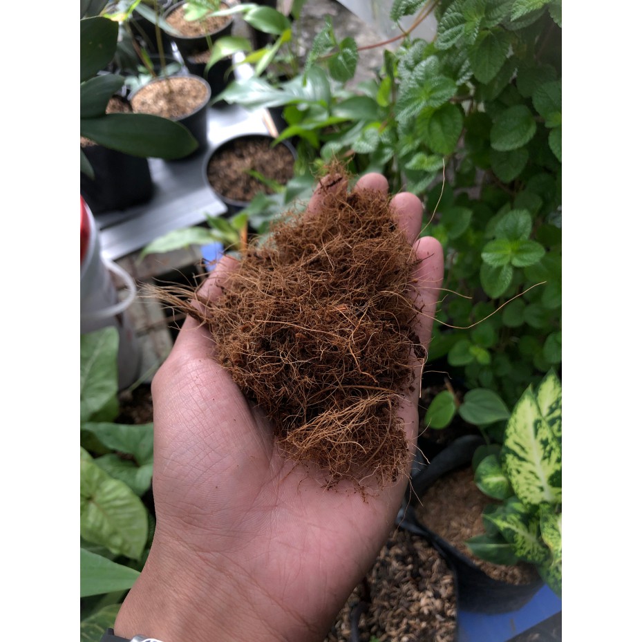 Media Tanam - COCOPEAT FERMENTASI Kasar serat sabuk kelapa - 1 kg