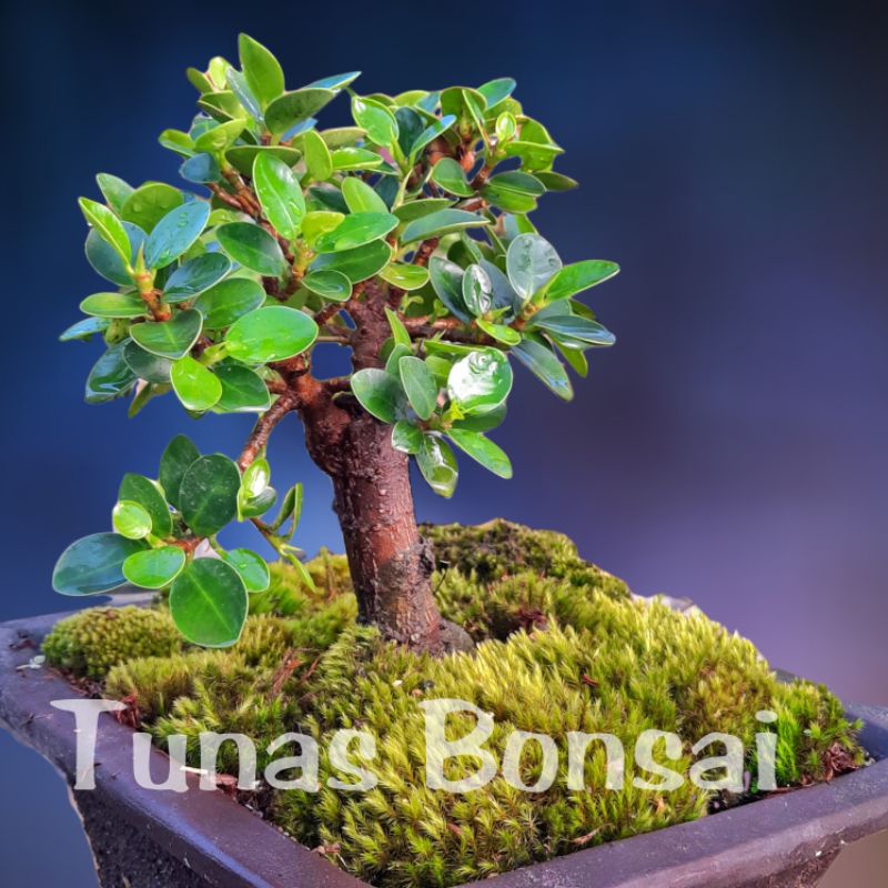 Tanaman hias bonsai dolar mikro / mangkok 02
