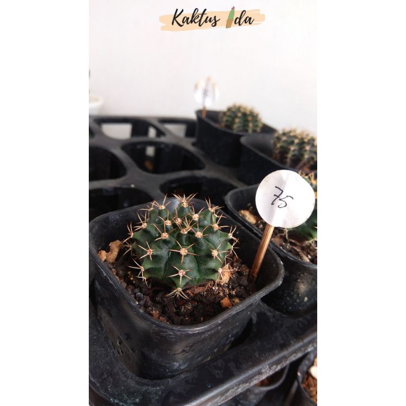 kaktus import gymno mini