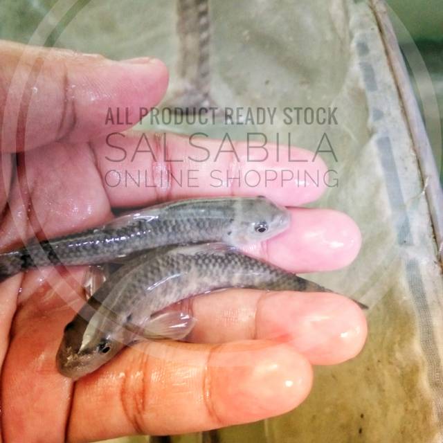 

Induk ikan garrarufa untuk ternak