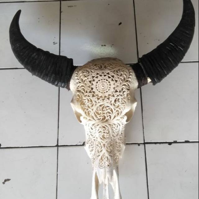 

Buffalo skull