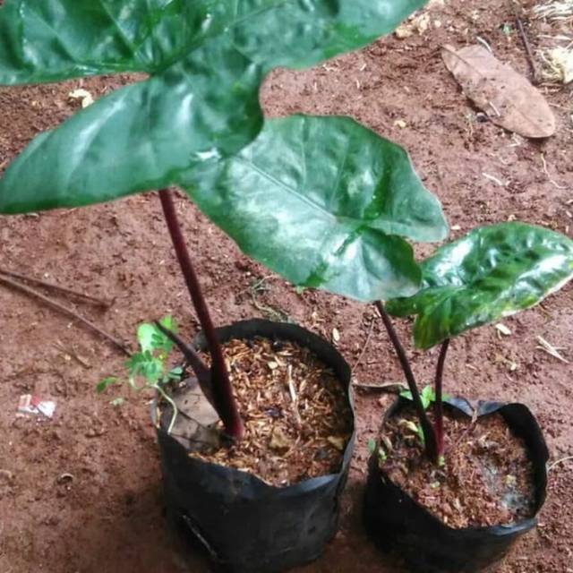 Tanaman Hias Lompong Hitam Keladi Hitam Shopee Indonesia