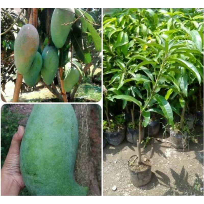 bibit mangga Mahatir jumbo