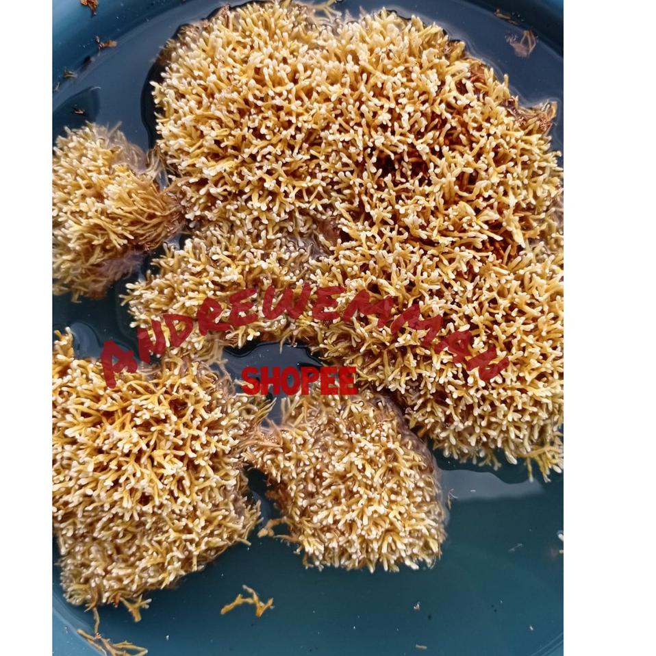 ✞COD✞ spora bibit biang jamur JAKABA pupuk organik