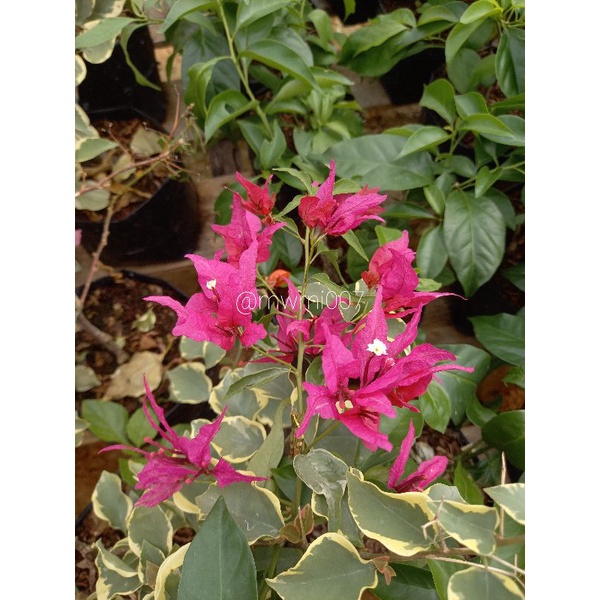 Bougenville Butterfly Merah Varigata