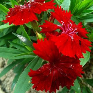 Tanaman Hias Bunga Dianthus Anyelir Mini Shopee Indonesia