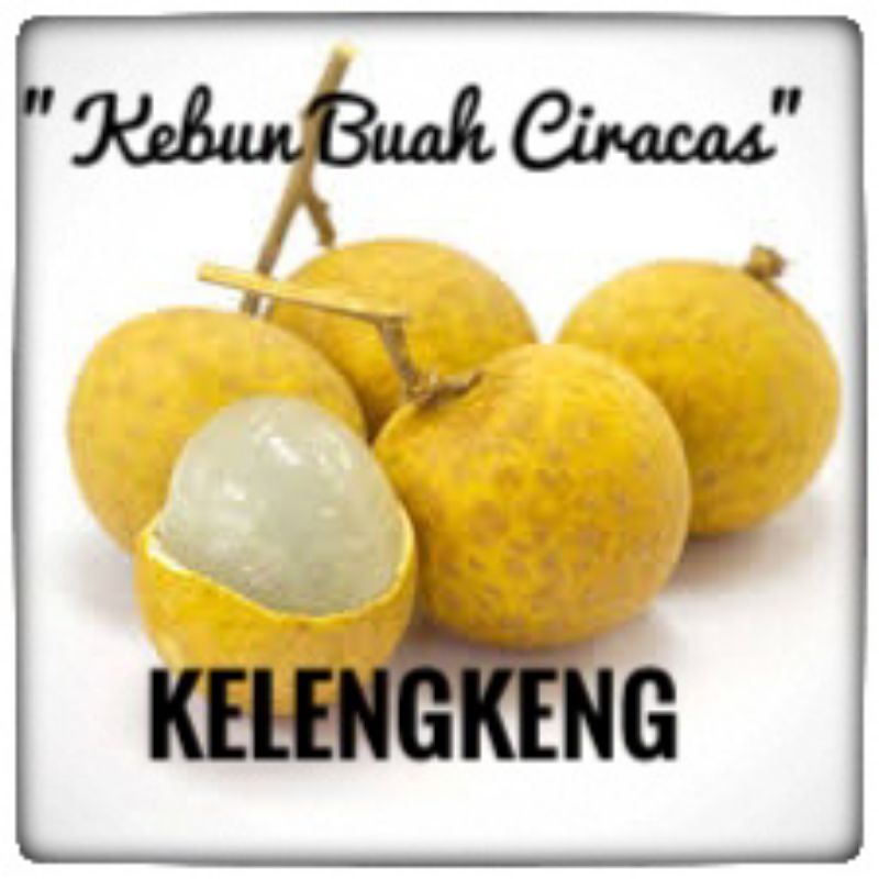 

Buah Kelengkeng Segar