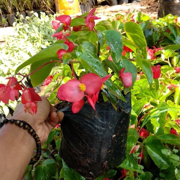 pusat tanaman hias gantung begonia bunga merah - behunia tanaman