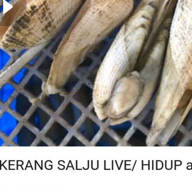 

Seafood (Kerang) laut segar hidup