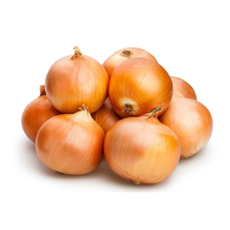 Benih Bibit Biji - Bawang Bombay Yellow Sweet Spanish Utah Onion Seeds - IMPORT