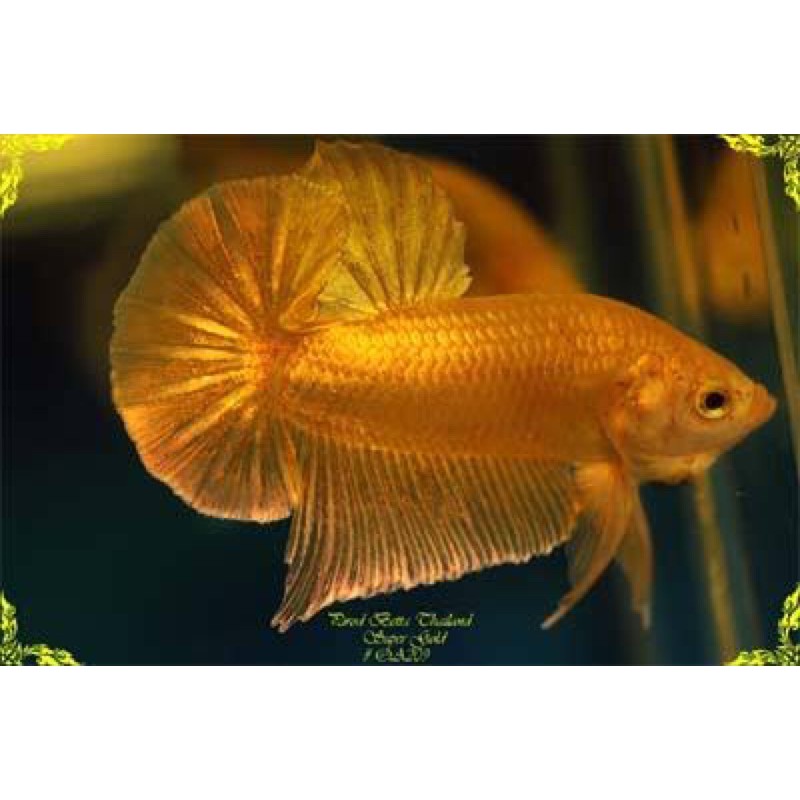 Cupang super gold 24K Thailand 5 bulan siap breed