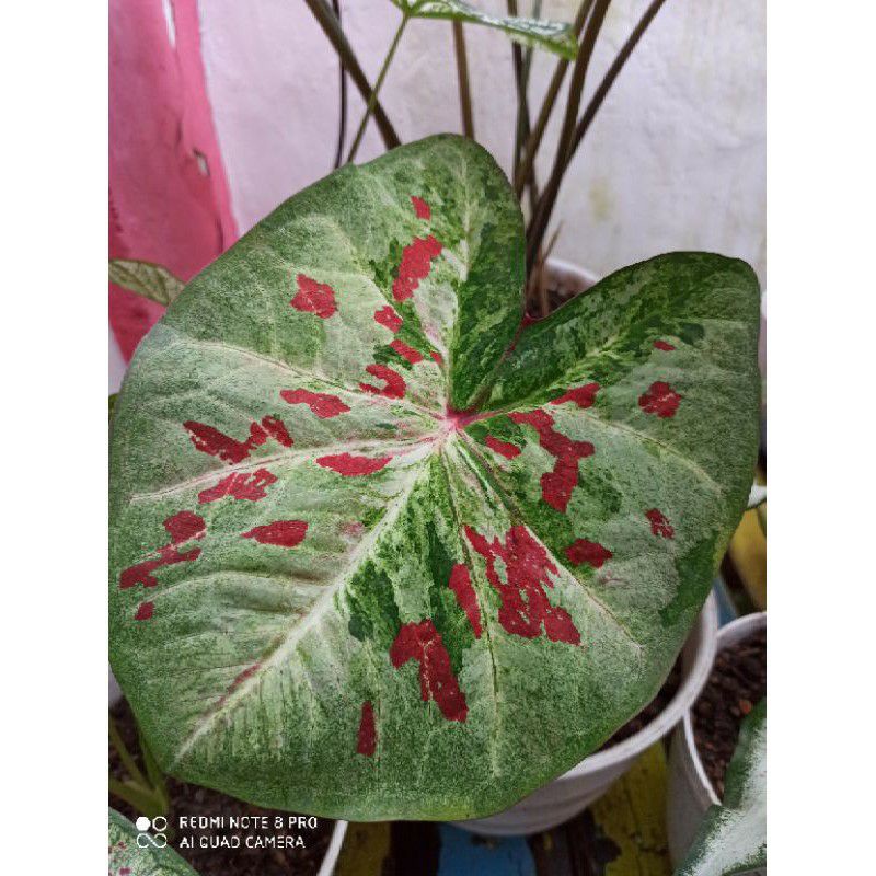 anakan keladi caladium H02