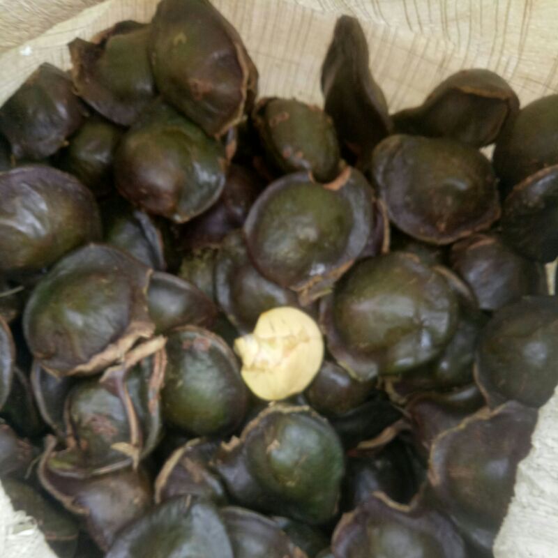 

jengkol mentah kupasan