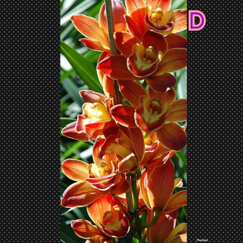 anggrek cymbidium australia