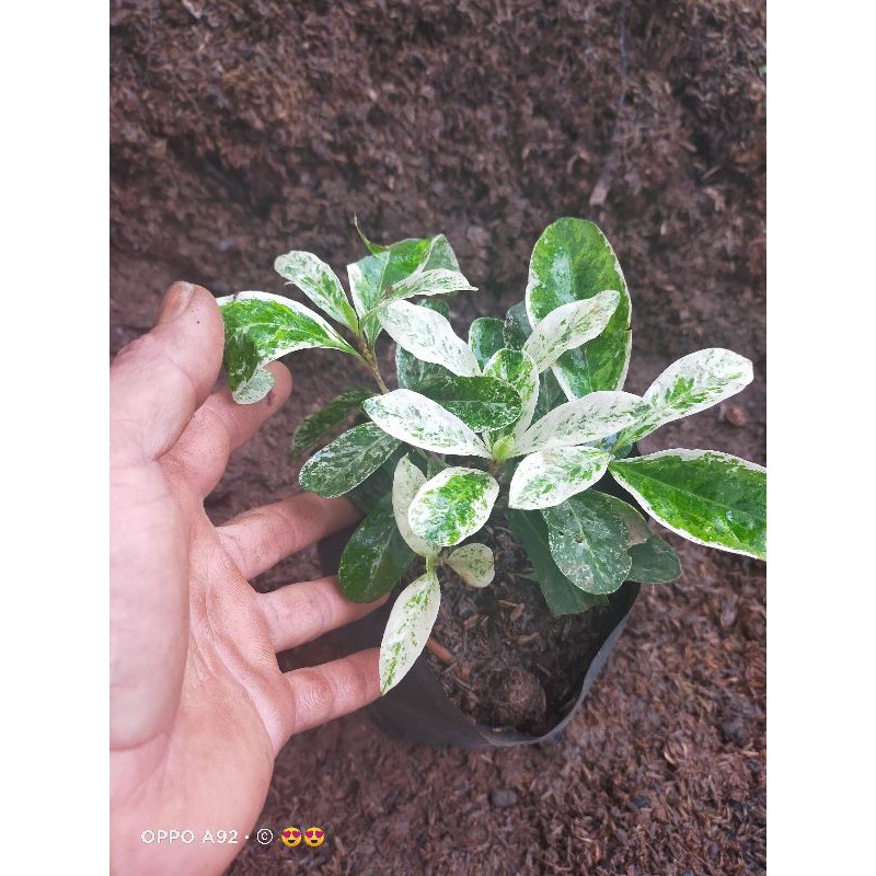 TANAMAN HIAS ASOKA VARIEGATA