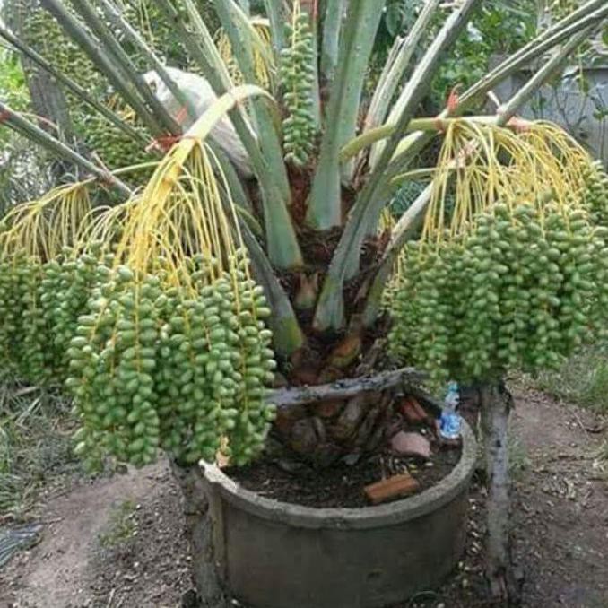 Bibit pohon Buah kurma Tropis BARHEE