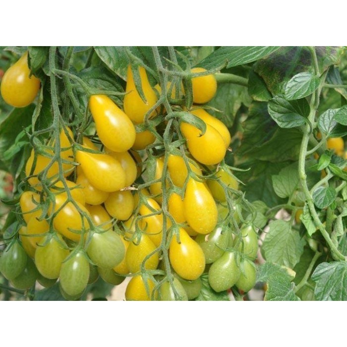 Bibit-Biji Tomat Cherry Yellow Pear (Haira Seed)