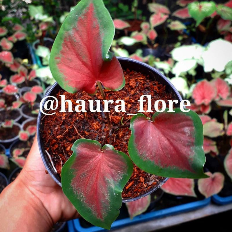 anakan caladium red ruffles, caladium red