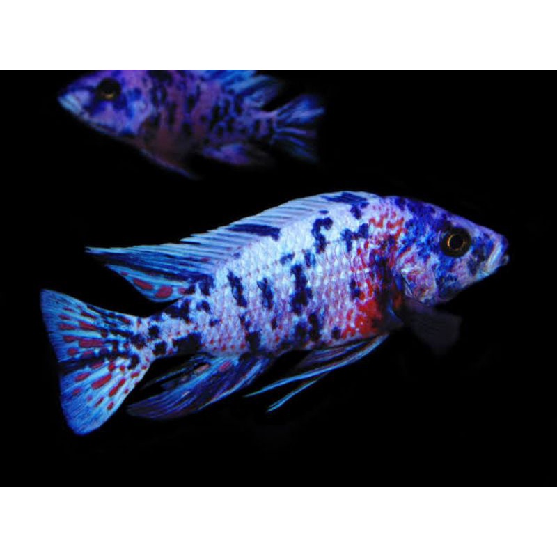 Jendral X OB African Cichlid