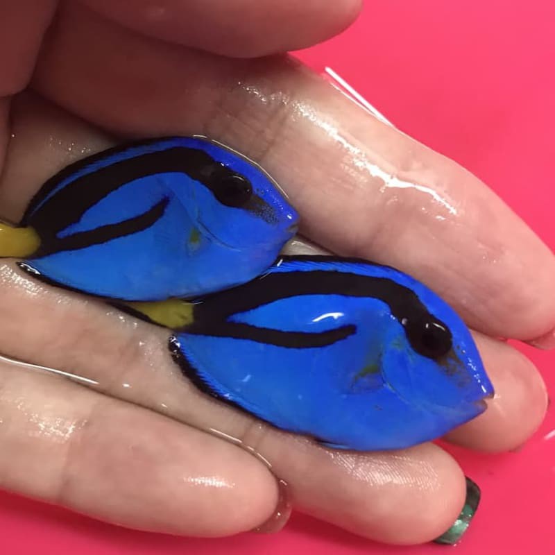 

ikan hias laut letter six dori S