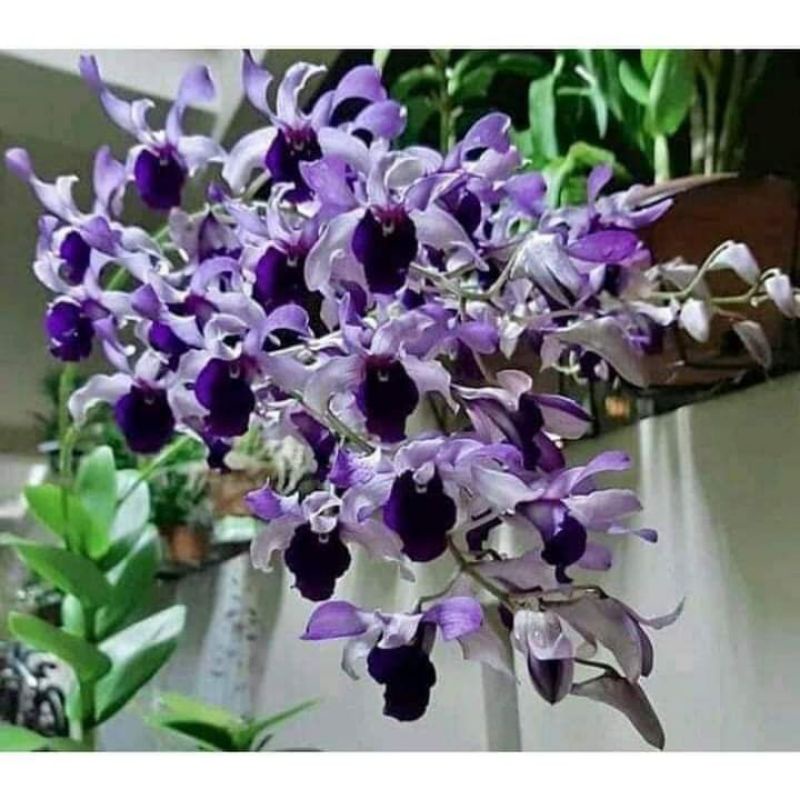 dendrobium Indonesia Raya Blue