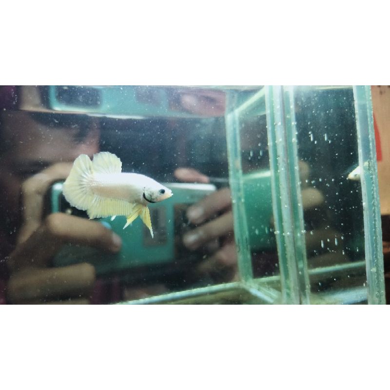 Cupang Plakat Gold Dragon