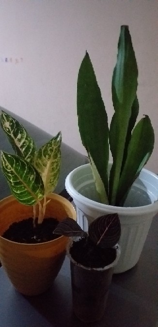 Tanaman Hias Pembersih Udara Sansivera Moon Shine - Sansievera