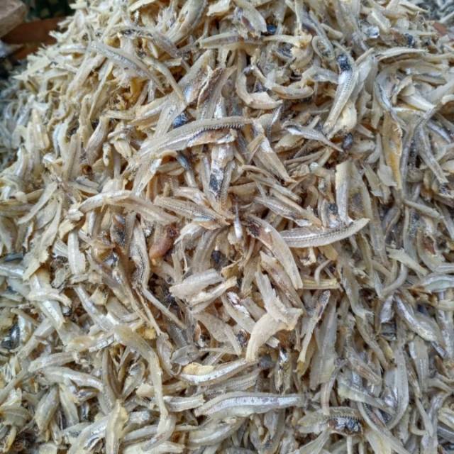 

Teri Kopek Putih